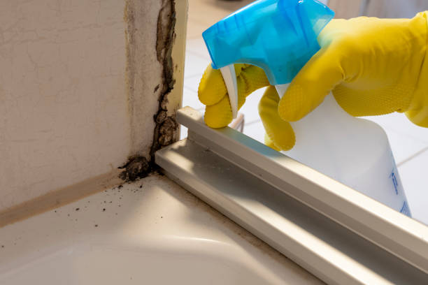 Best Industrial Mold Remediation in Bangor, PA