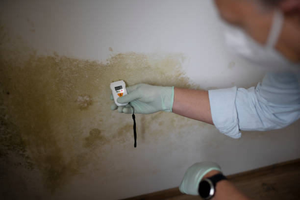 Best Insurance-Related Mold Remediation in Bangor, PA