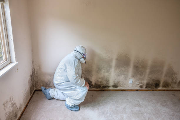Best Basement Mold Remediation in Bangor, PA